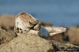 photographie animalière