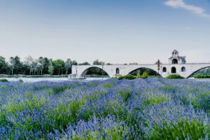 avignon