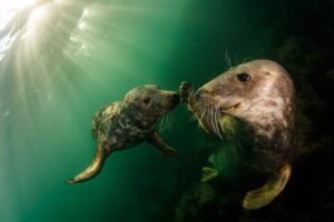 photographe animalier